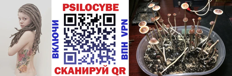 хочу   Кремёнки  Псилоцибиновые грибы Psilocybe 